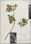 Foto von Salix myrsinifolia Salisb.